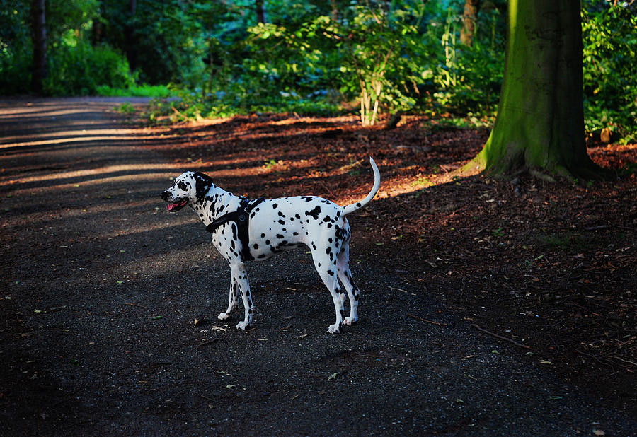 Alone in the Woods. Kokkie. Dalmatian Dog Photograph by Jenny Rainbow