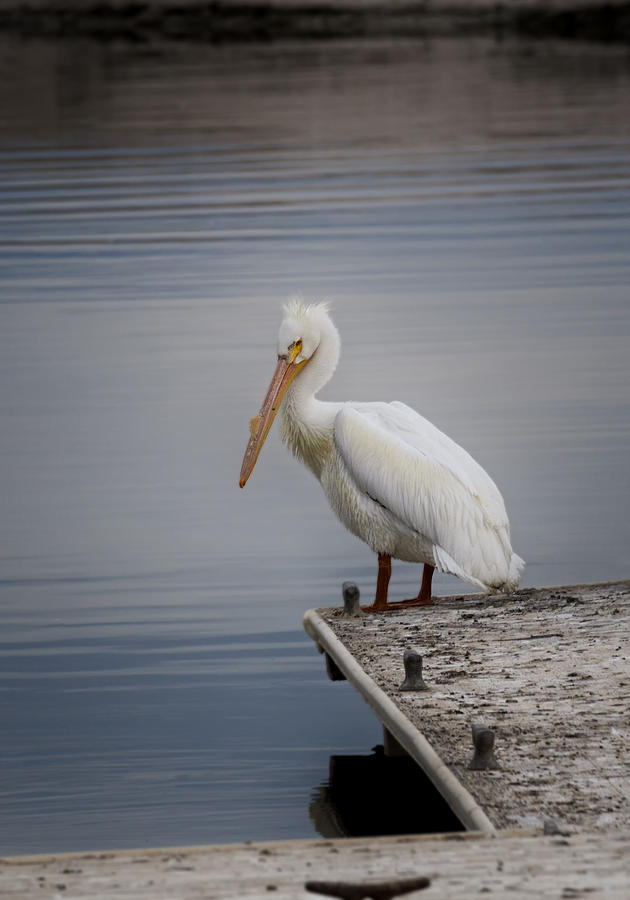 Pelican Photograph - Alone in Thought by Betty Depee