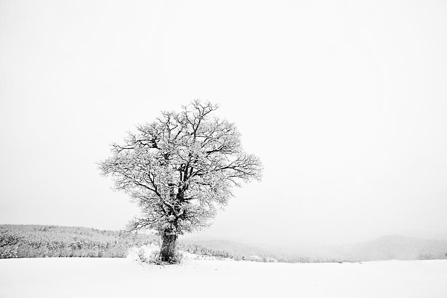 Background Photograph - Alone In Winter by Svetoslav Sokolov Background Photograph - Alone In Winter by Svetoslav Sokolov