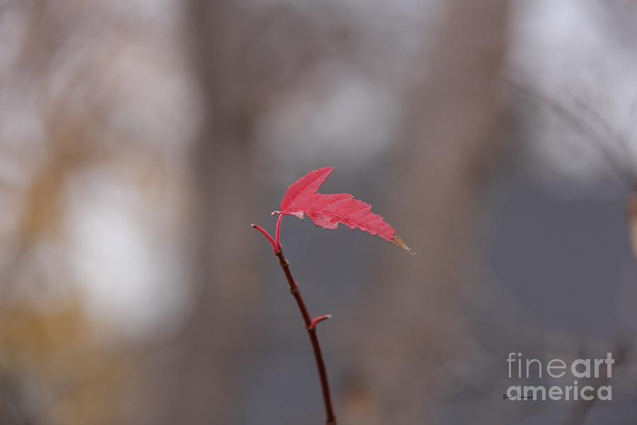 Alone Leaf Photograph by Yumi Johnson