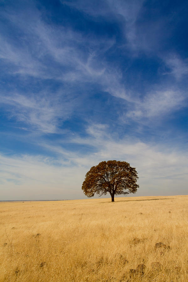 Tree Photograph - Alone by Robert Woodward