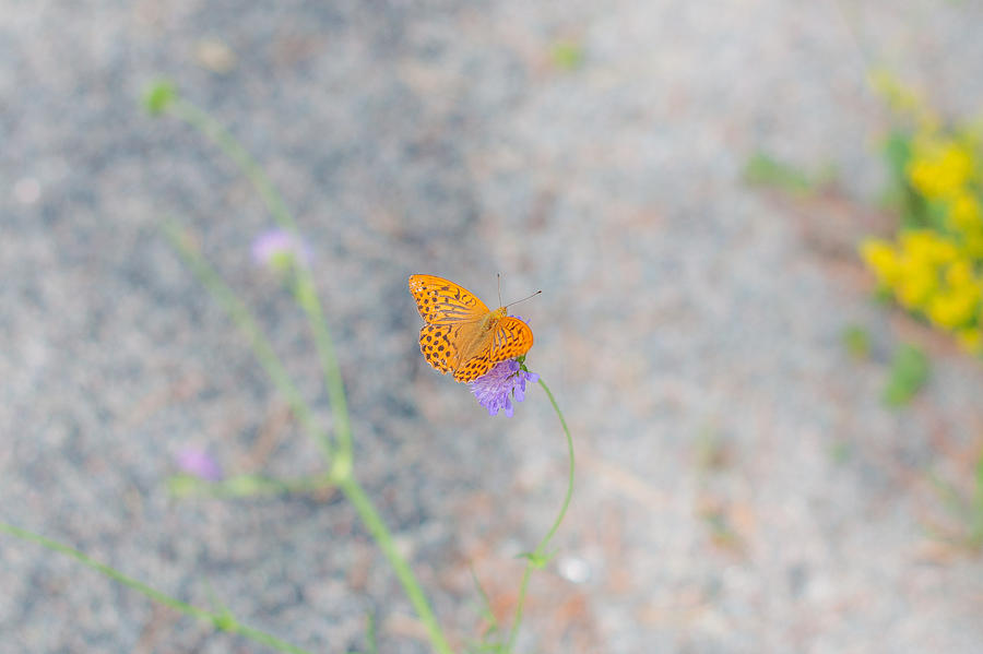 Butterfly Photograph - Alone by Silvia Alcantara