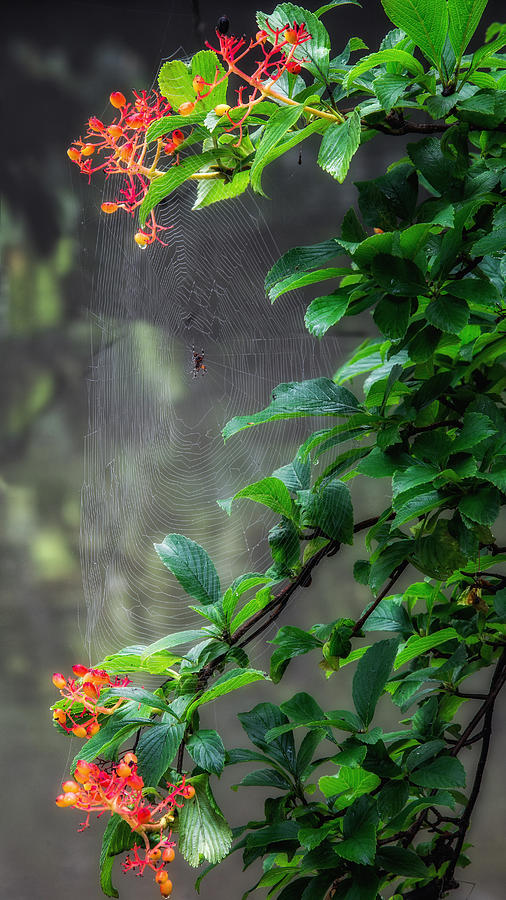 Along Came A Spider Photograph by Bill Wakeley