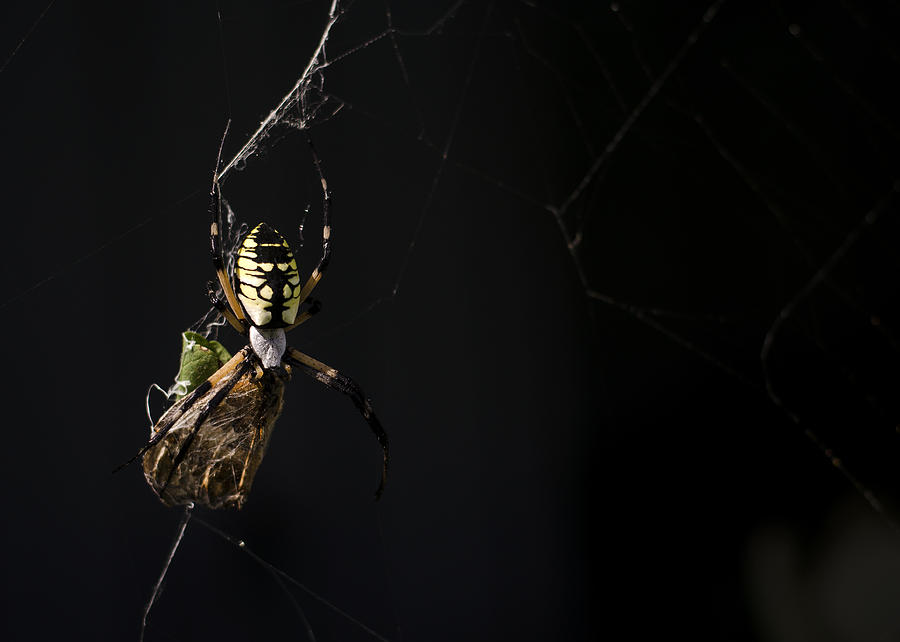 Along Came a Spider Photograph by Heather Applegate