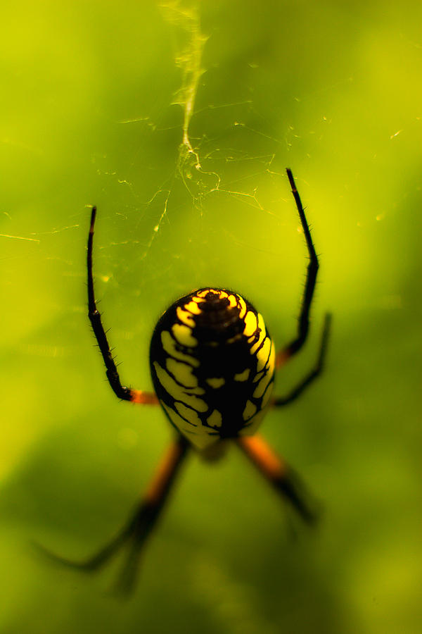 Along Came A Spider Photograph by Jeff Sinon