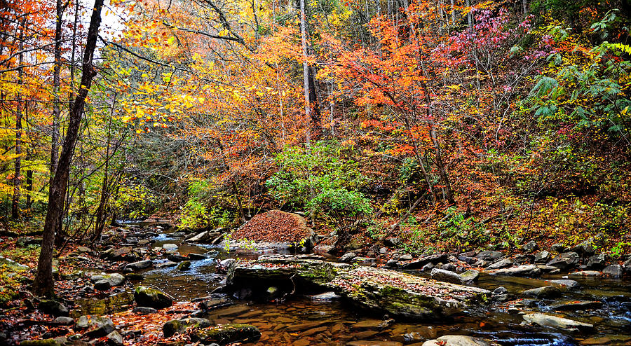 Along Fall Creek Photograph by Paul Mashburn