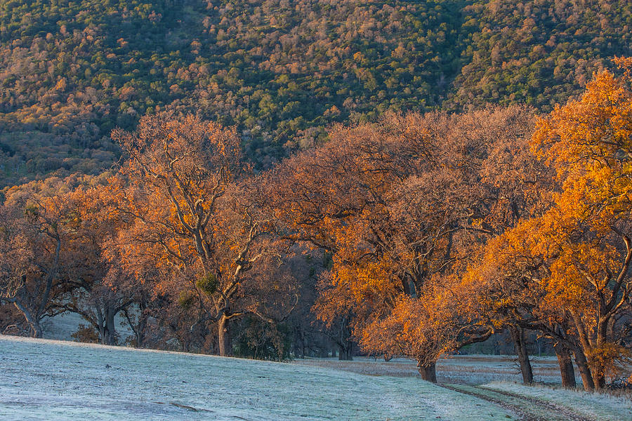 Along Miwok Trail In Winter Photograph by Marc Crumpler