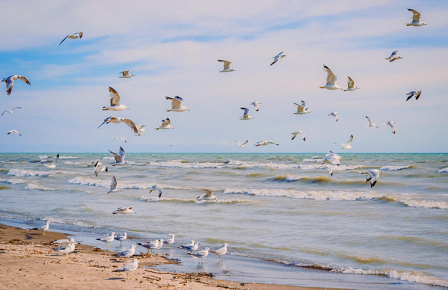 Seagull Photograph - Along The Beach by Garvin Hunter