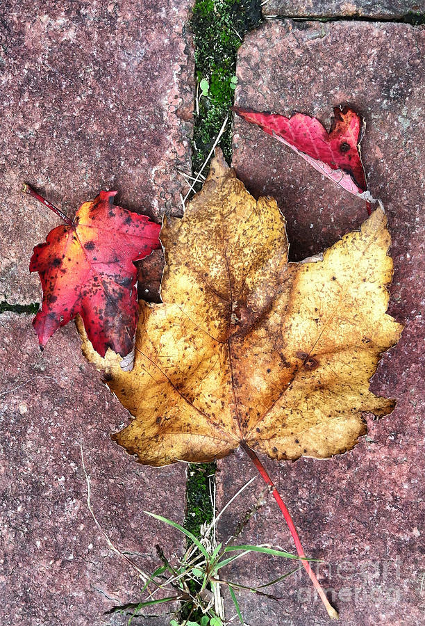 Nature Photograph - Along the Path  by Kerri Farley