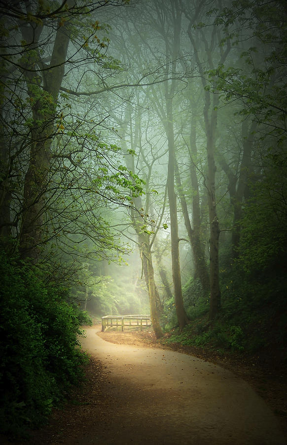 Along the Path Photograph by Svetlana Sewell