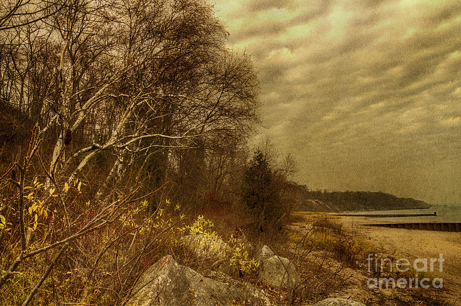 Tree Photograph - Along the Shore by Margie Hurwich