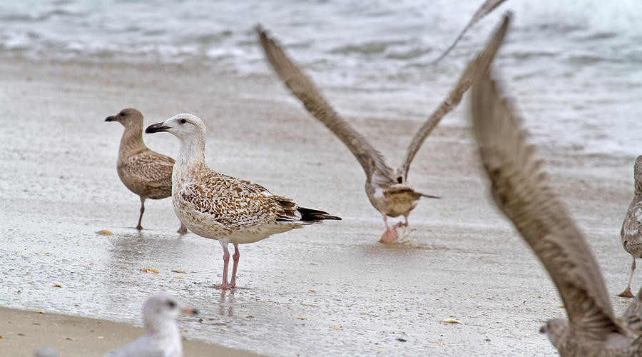 Seagull Photograph - Along the Shoreline by Betsy Knapp