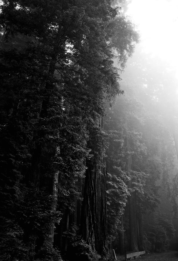 Along The Trail Monochrome Photograph by Mark Alder