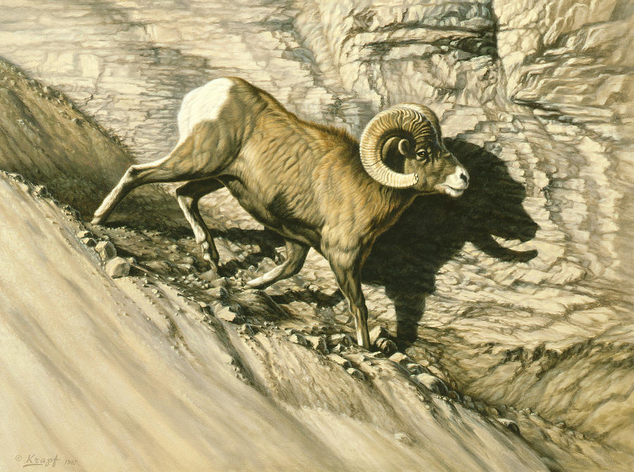 Wildlife Painting - Along the Wall-Bighorn Ram by Paul Krapf