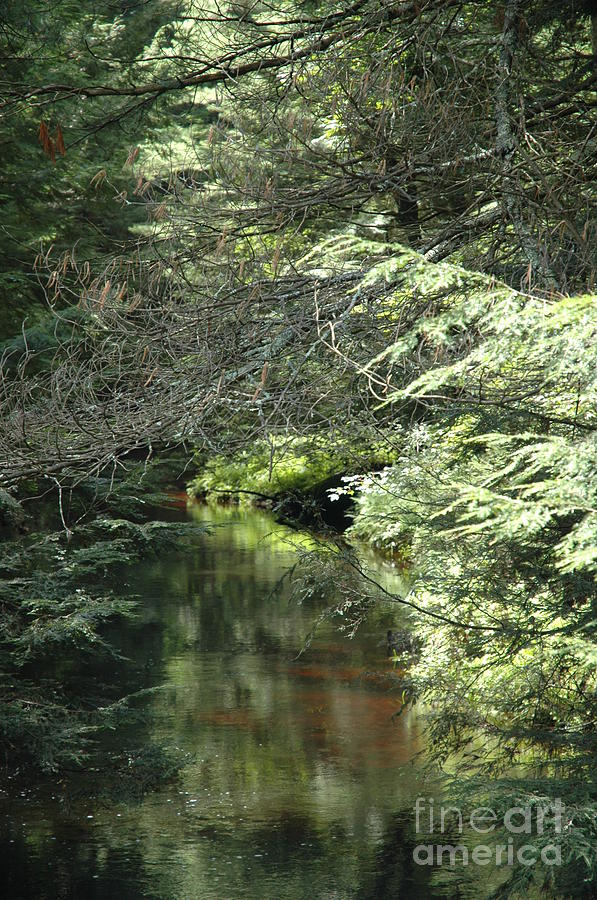Stream Along The Well Road Photograph by Susan Carella
