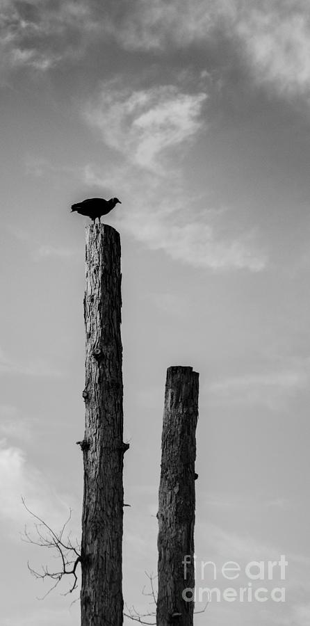 Vulture Photograph - Aloof by Carlee Ojeda