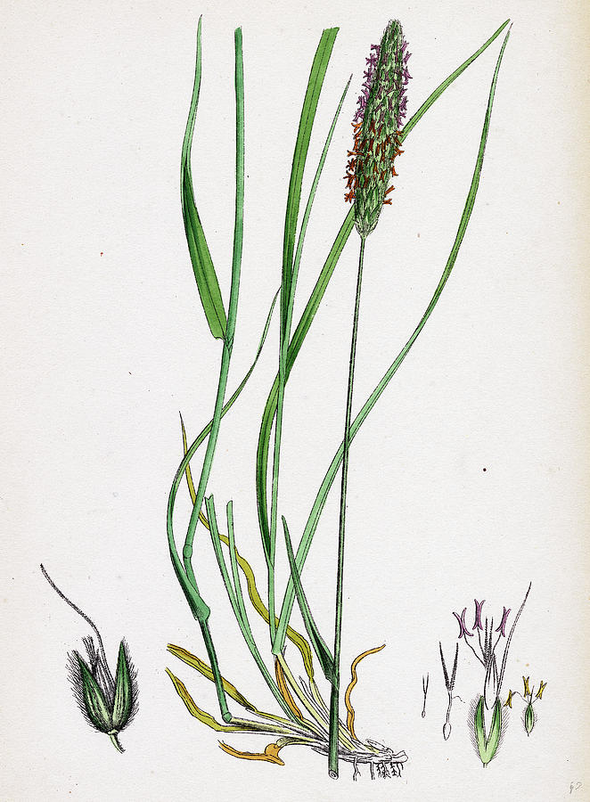 Alopecurus Pratensis Meadow Fox Tail Grass Drawing By English School