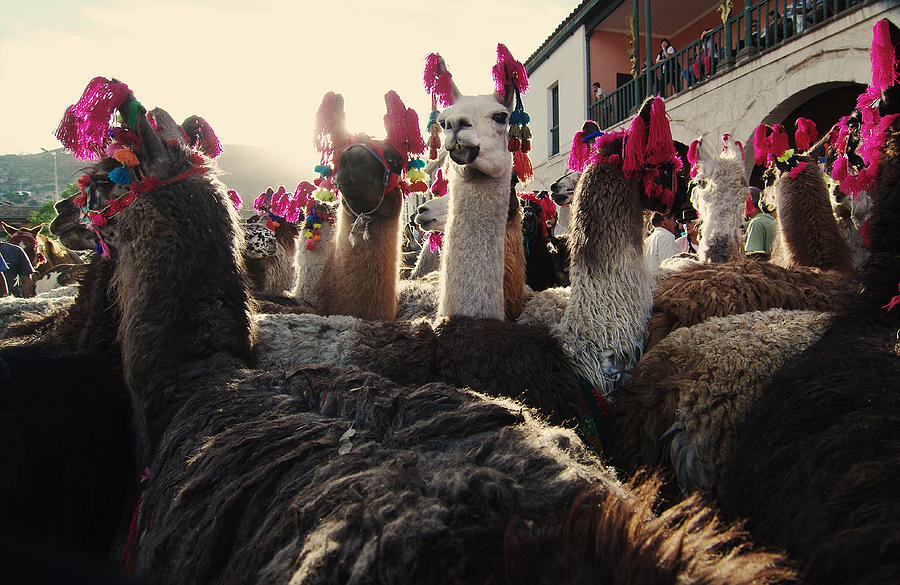 Alpaca and llama Photograph by Gustavo Ramirez