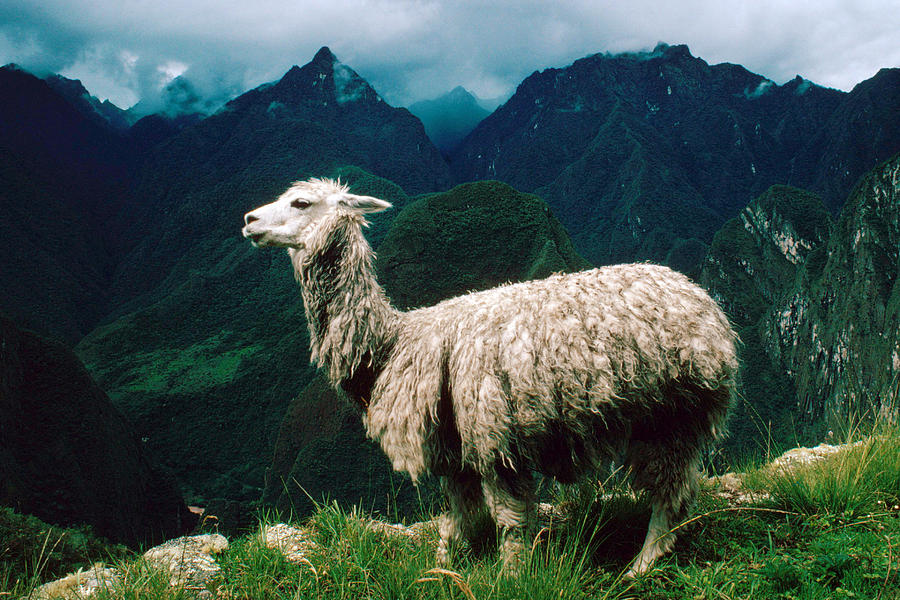 Alpaca, Andes, Peru Photograph by George Holton