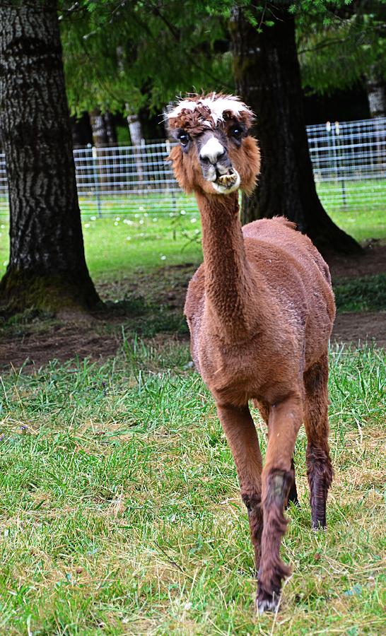 Animal Photograph - Alpaca Brown by Image Takers Photography LLC - Carol Haddon