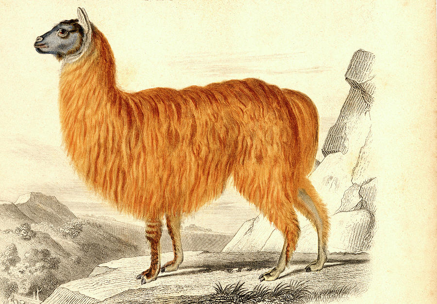 Alpaca Photograph by Collection Abecasis