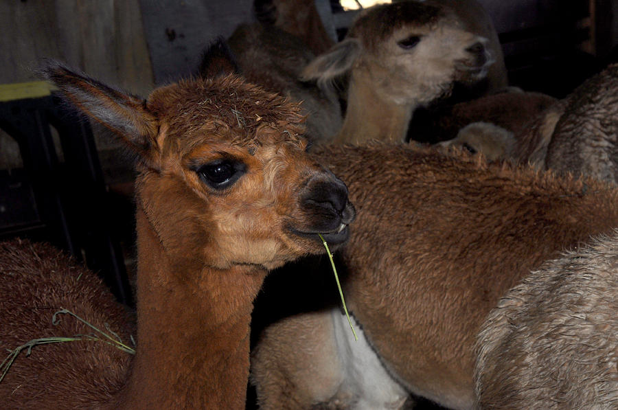 Alpaca eating straw Photograph by Diane Lent