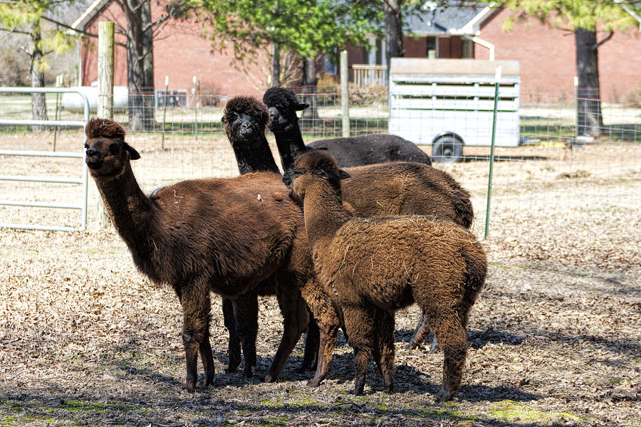 Alpaca Family Photograph by Kathy Clark