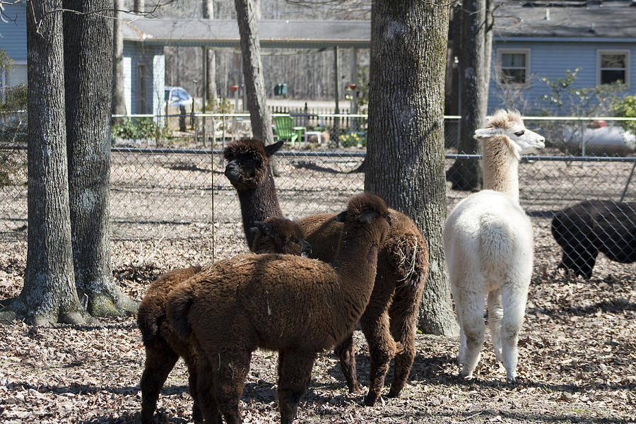 Alpaca Family Unit Photograph by Kathy Clark