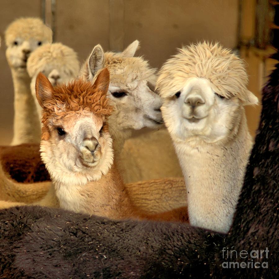 Alpaca friends Photograph by Roxie Crouch