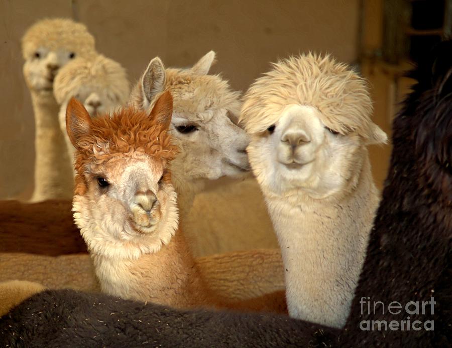 Alpaca Greeting Photograph by Roxie Crouch