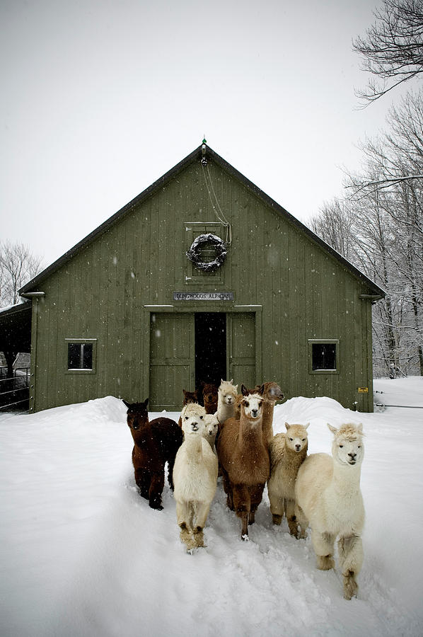 Alpaca Herd At Farm In Snowfall, Maine Photograph by Peter Dennen