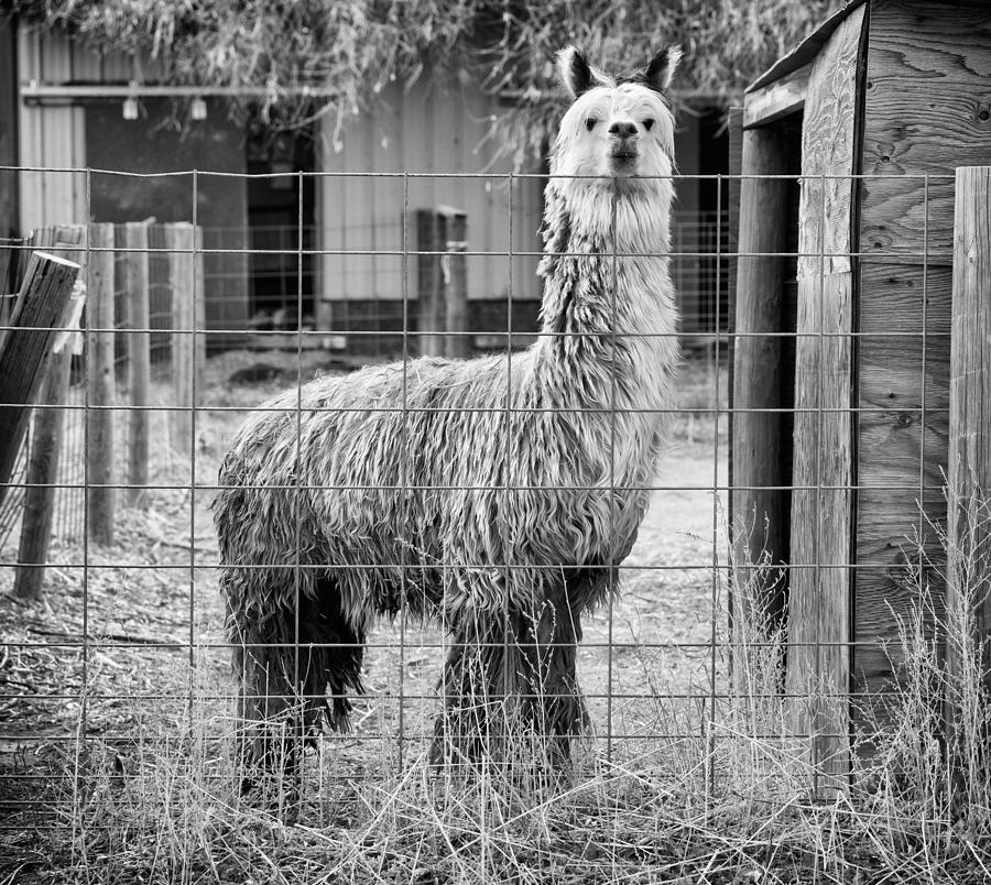 Alpaca Photograph by Paul Berger