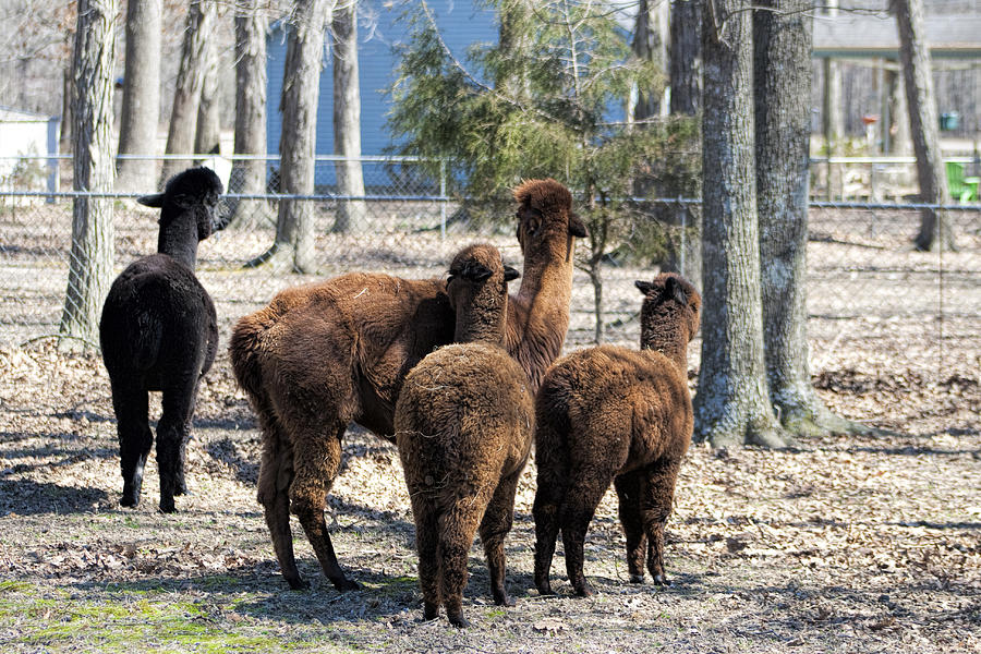 Alpaca Rear View Photograph by Kathy Clark