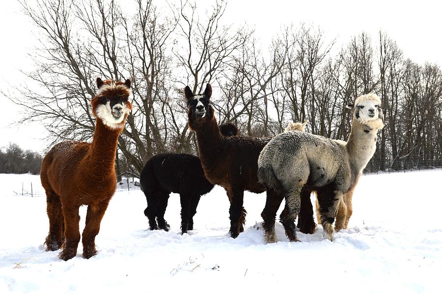 Alpaca Snow Day by Bleating Heart Haven