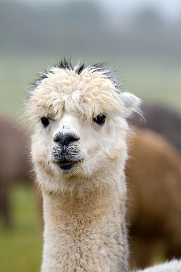 Alpaca to camera Photograph by Charlesy - Fine Art America