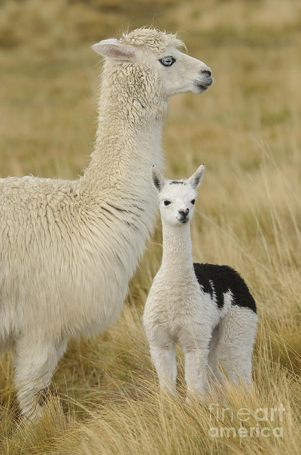 Alpaca With Young Photograph by John Shaw