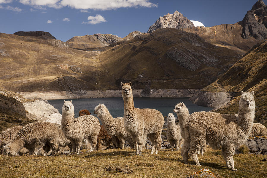 Alpacas Above Laguna Viconga Andes Peru Photograph by Colin Monteath