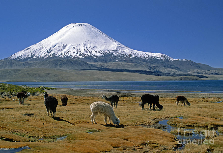 Alpacas and Parinacota Volcano Chile Photograph by Craig Lovell