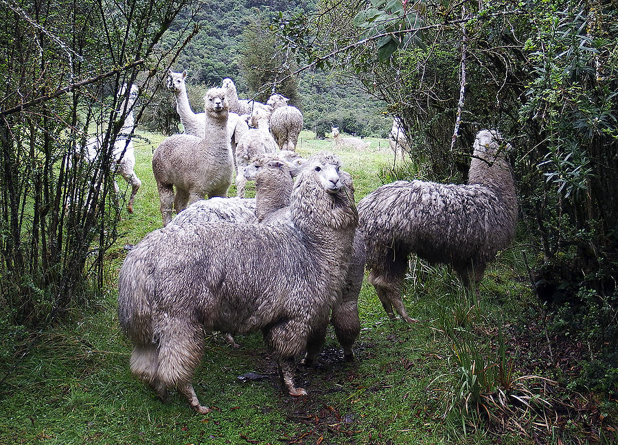 Alpacas Ecuador Photograph by Kurt Van Wagner