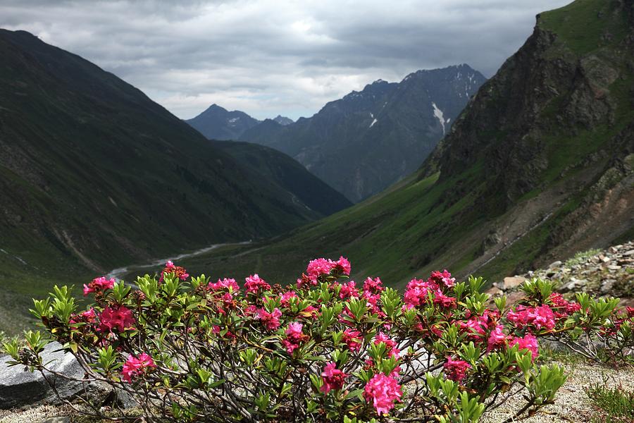 Рододендрон Австрия