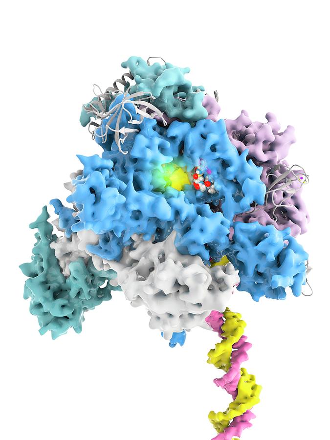 Alpha-amanitin Toxin And Rna Polymerase Photograph by Ramon Andrade ...