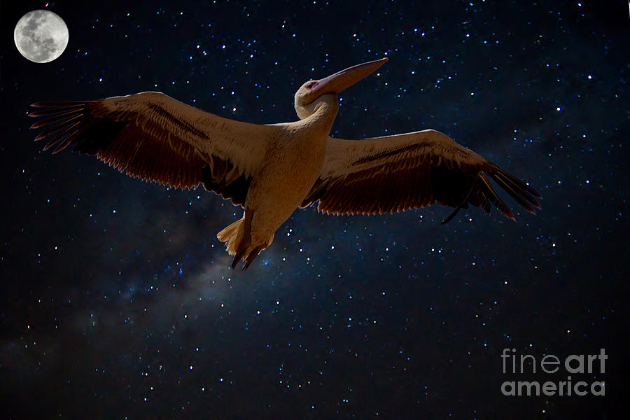 Alpha Centauri pelican Photograph by Mareko Marciniak