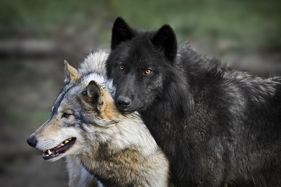 Mammal Photograph - Alpha Couple by Wes and Dotty Weber