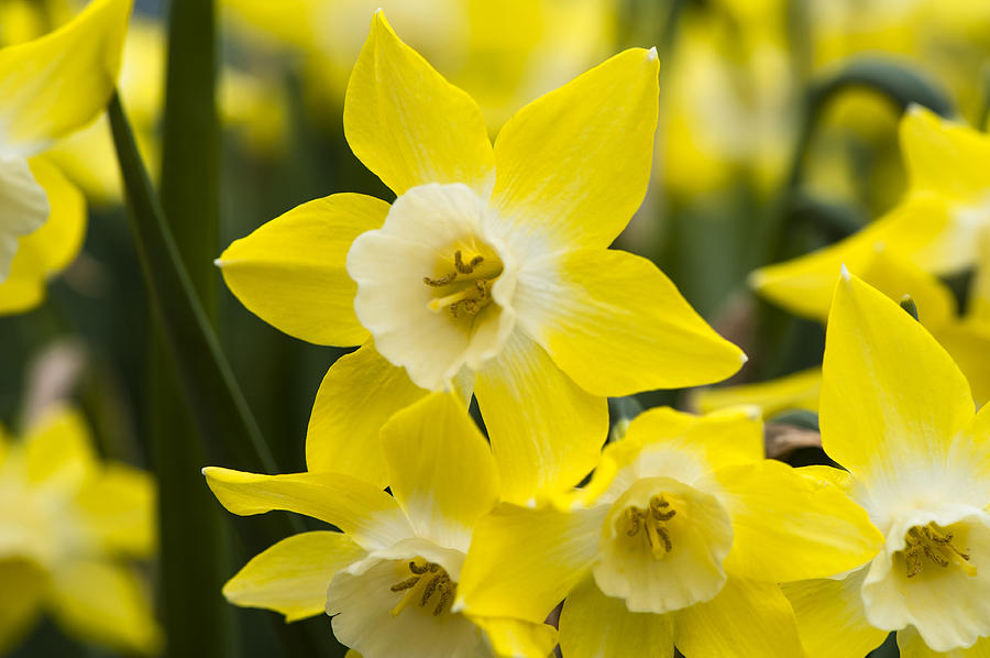 Alpha Daffodil Photograph by Dan Hefle
