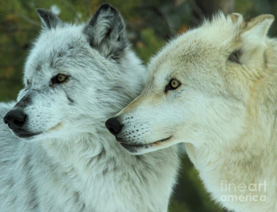 Yellowstone National Park Photograph - Alpha Girl And Beta by Adam Jewell