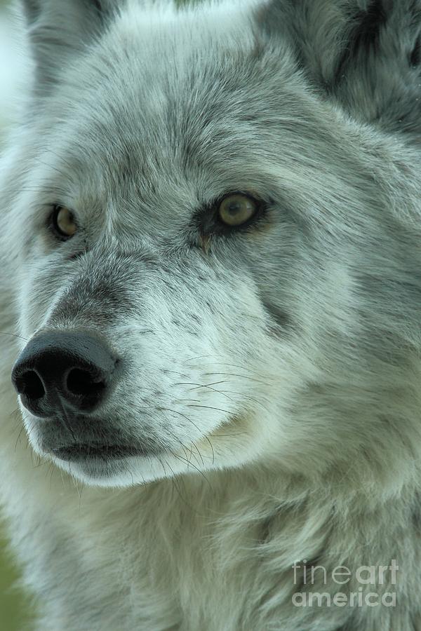 Alpha Wolf Photograph - Alpha Girl Closeup by Adam Jewell