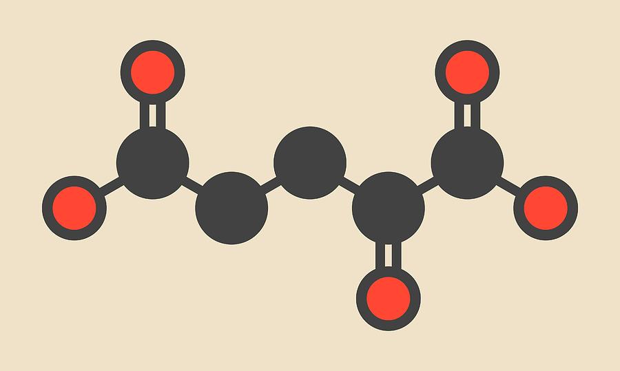 Alpha-ketoglutaric Acid Molecule Photograph by Molekuul