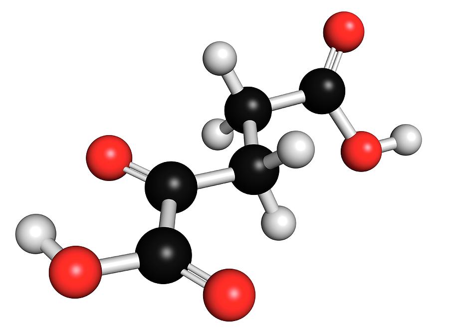 Alpha-ketoglutaric Acid Photograph by Molekuul