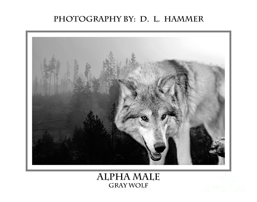 Alpha Male Photograph by Dennis Hammer