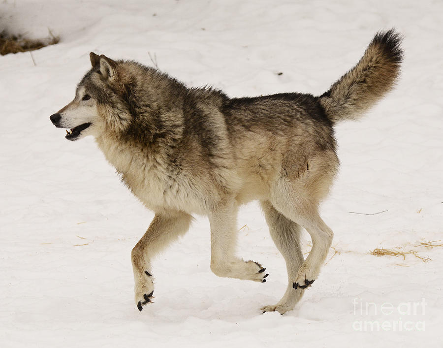 Alpha Male Gray Wolf Photograph by Dennis Hammer